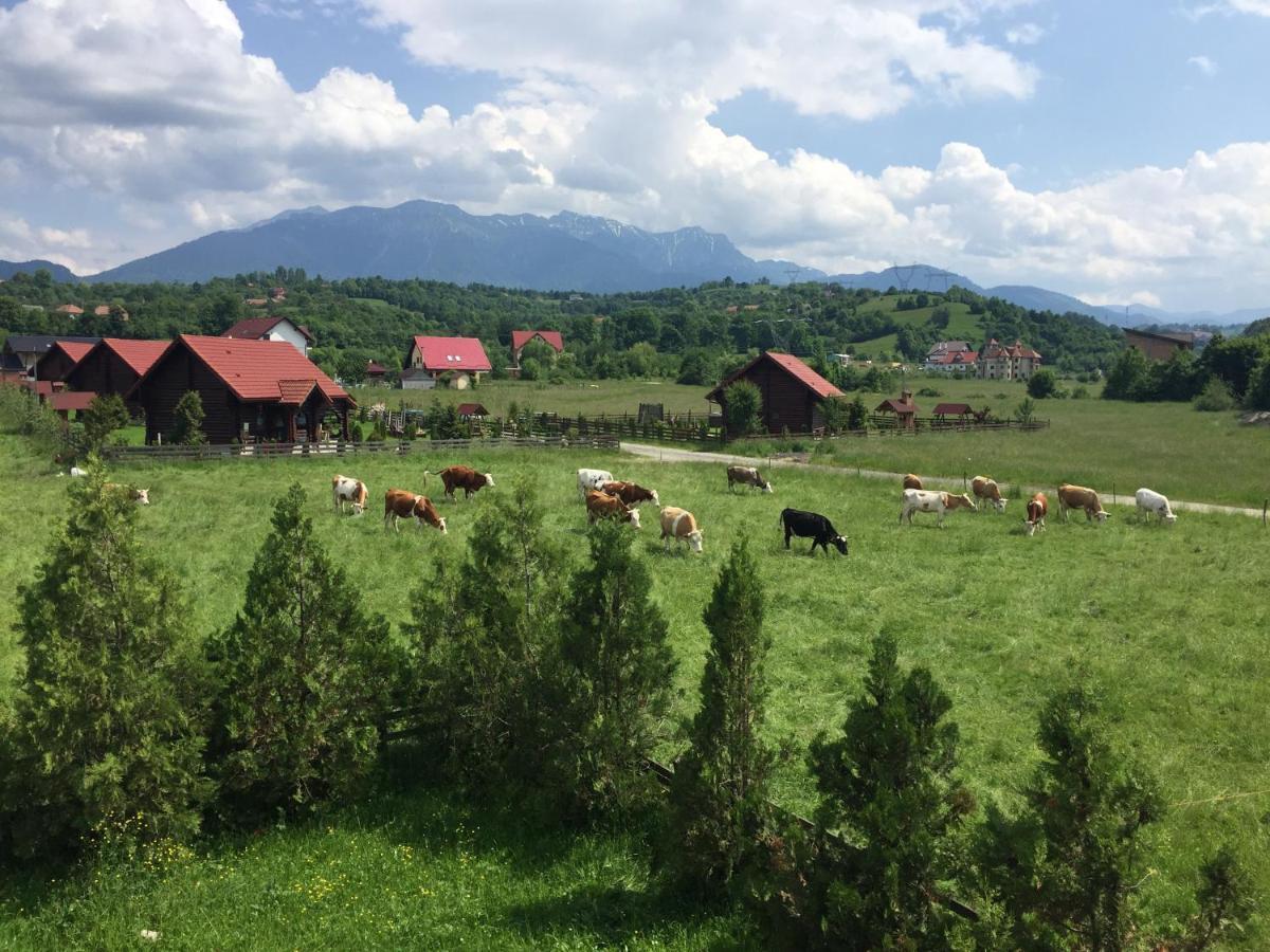 Bran White Clouds House And Chalet Экстерьер фото